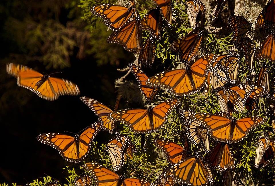 Bugs & Butterflies