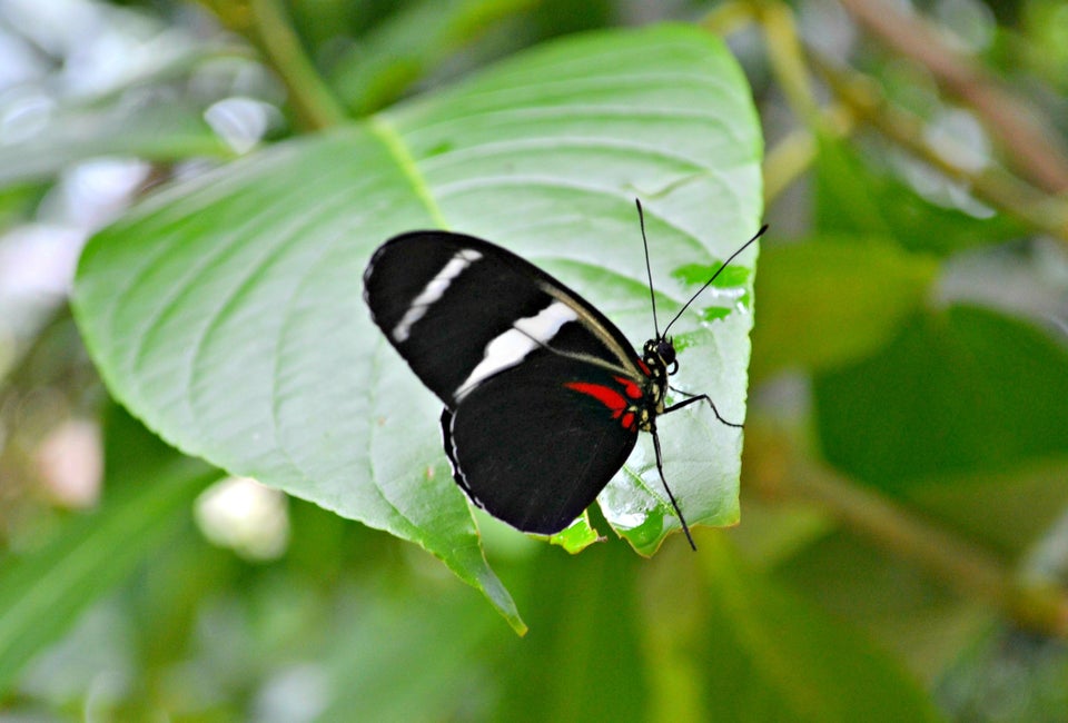 Why Kids Love Houston's Cockrell Butterfly Center