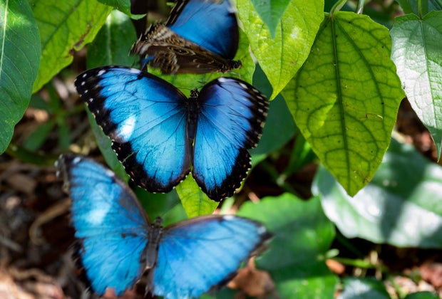The Butterfly Pavilion Ushers in Spring at the Natural History Museum