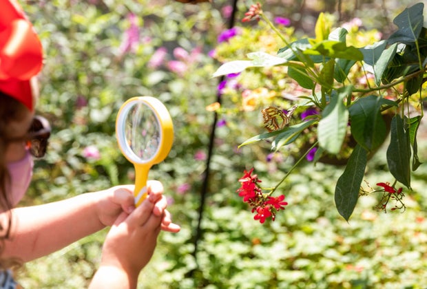 The Butterfly Pavilion Ushers in Spring at the Natural History Museum