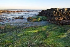 Morning Tide Pool Walks