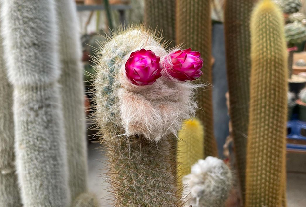 A Cactus with a friendly face from Cactus Store