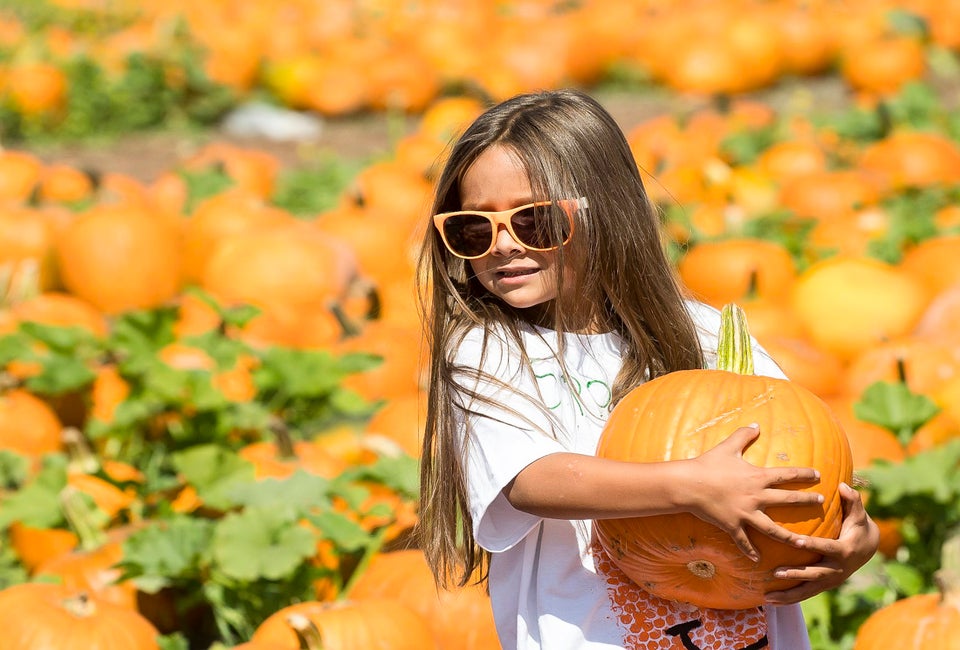 Pick a peck of pumpkins at the Annual Pumpkin Festival Cal Poly Pomona. Photo courtesy of the Cal Poly Pomona Facebook page