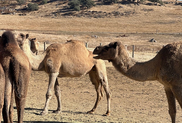 herd of camel at the oasis camel dairy in Ramona, CA