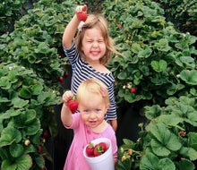 Strawberries are that much sweeter when you pick them yourself. Photo courtesy of the Carlsbad Strawberry Company, Facebook