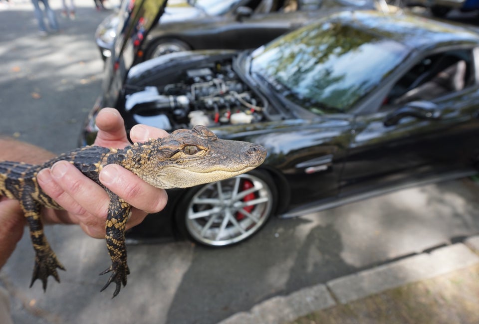 Cars and Critters at Stone Zoo