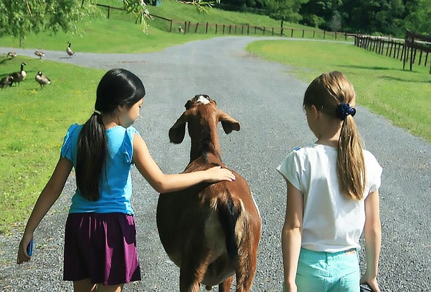 Girls walking with a goat at the Catskills Animal Sanctuary, a Hudson Valley petting zoo