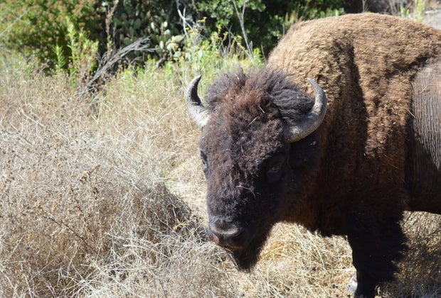 Best Things To Do with Kids on Catalina Island: Bison Tour