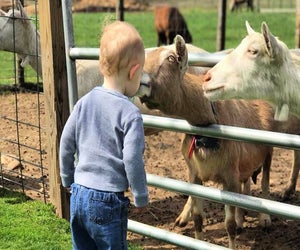 Kids can feed the goats during a family day at Catapano Dairy Farm. Photo courtesy of the farm