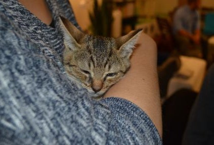 The Cat's Meow: Brooklyn's First Cat Cafe Pops Up in Fort Greene