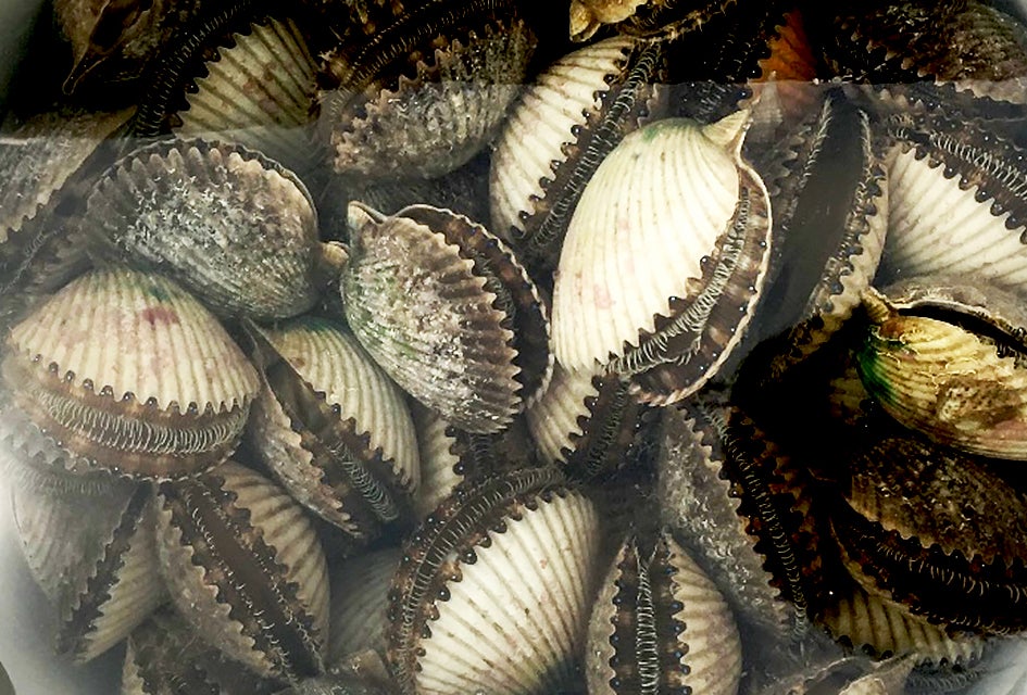 Guide to Scalloping in Florida with Kids Take the kids on an underwater treasure hunt while scalloping in Florida.
