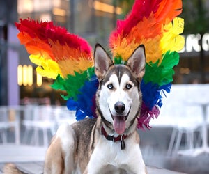 Celebrate Pride with your pup at Manhattan West Woof Fest: Paws for Pride! Photo courtesy of the fest
