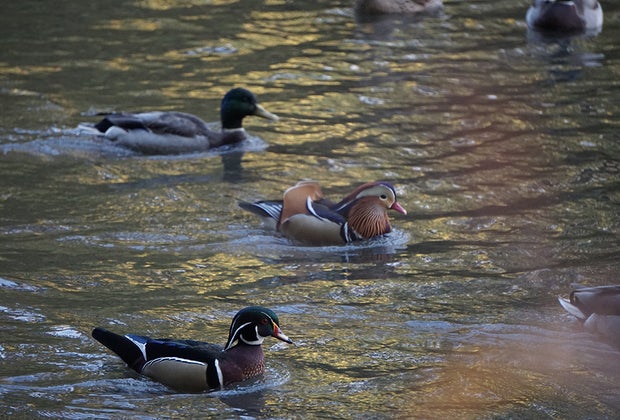 Central Park with kids Mandarin Duck