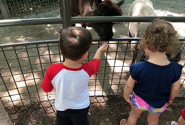 Kids can feed the animals at the Children's Zoo at the Central Park Zoo in NYC.