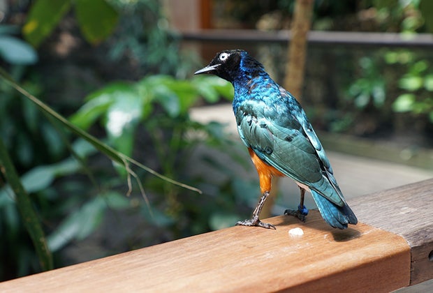 Central Park Zoo with kids: Tropic Zone