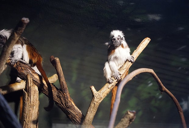 Central Park Zoo with kids: Tamarins in the Tropic Zone