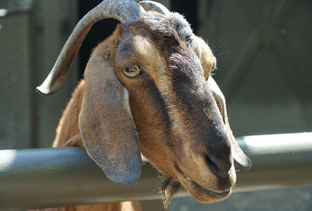 Central Park Zoo with kids: Tisch Children's Zoo goats