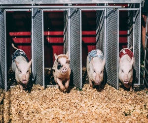 Who's the fastest pig? Find out at the Central Florida Fair. Photo  courtesy of the fair