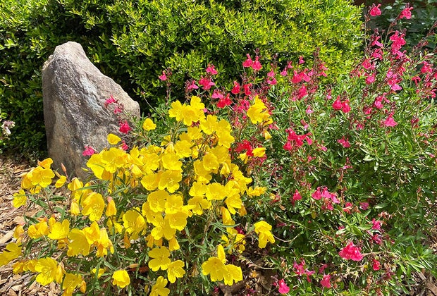 Chattahoochee Nature Center Stunning Atlanta Gardens