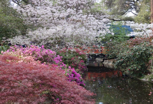 When ther cherry trees bloom, Descanso Gardens become the most magical place in LA.