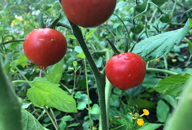100 School Lunch Ideas for Kids: Fresh tomatoes from the garden