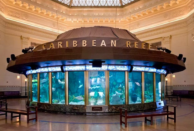 The Best Zoos and Aquariums for Chicago Kids: Shedd Aquarium