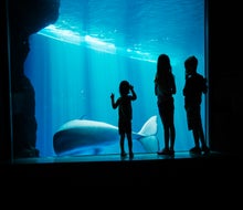 See what swims by at the Shedd Aquarium. Beluga photo courtesy of the Illinois Tourism Board.