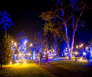 Illumination: Tree Lights photo courtesy of the Morton Arboretum