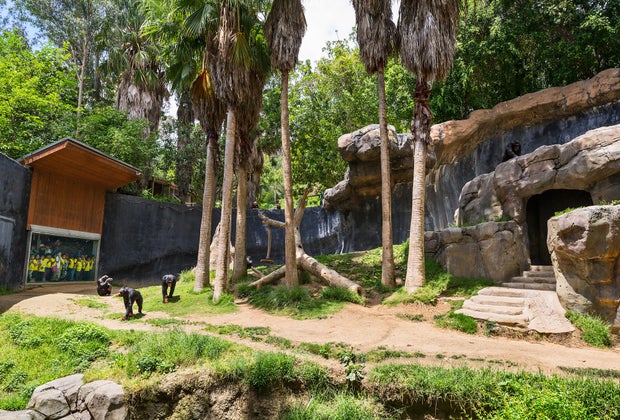 Secrets of the LA Zoo: Chimpanzees