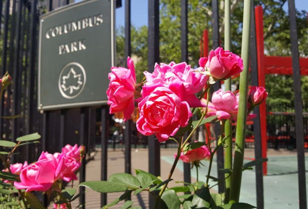Flowers at Columbus Park in Chinatown NYC