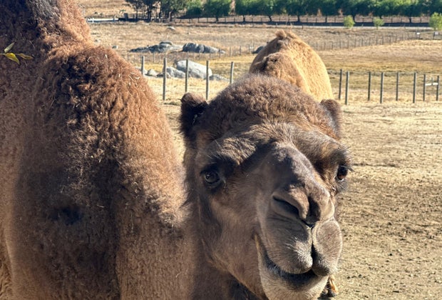 up close to a long eyelashed camel at oasis camel farm