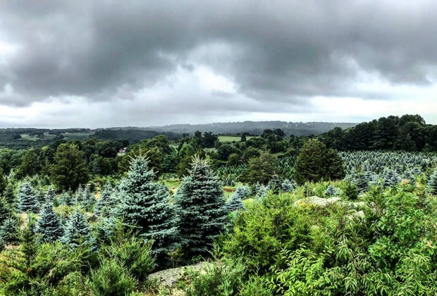 Image of evergreen trees - Christmas Tree Farms in Connecticut
