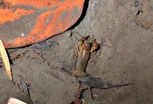 Crawdads at Ferndell