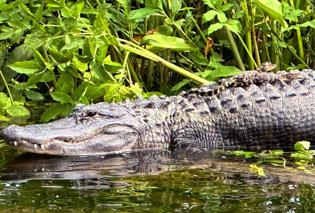 crocodiles in the swamps of the Everglades