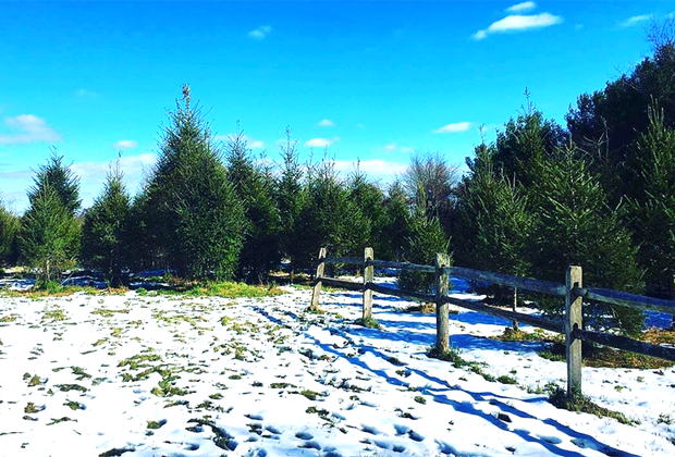 Christmas tree farms near NYC: CT Audubon Tree Farm
