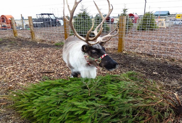 Image of reindeer at holiday attraction in Connecticut