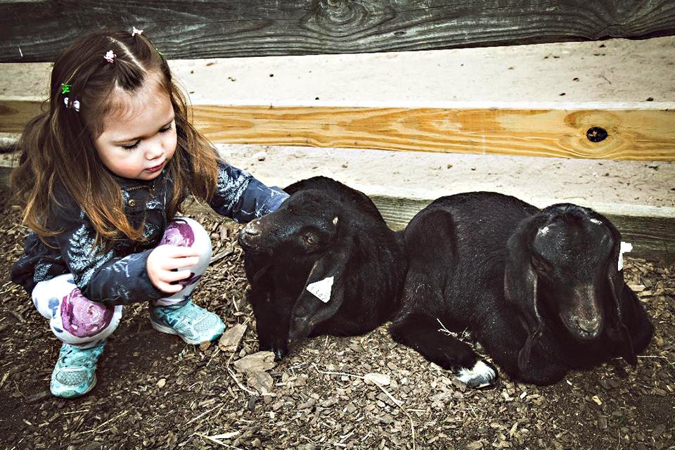 Enjoy quality time with the animals at the Suffolk County Farm and Education Center.