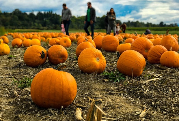 Visiting Historic Richmond Town with Kids: Pumpkin Picking at Decker Farm