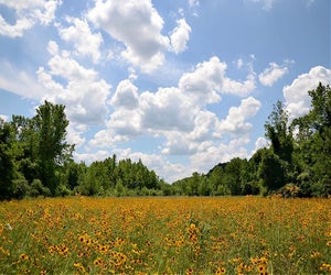 Enjoy the wildflower meadow at Delaware Canal State Park near the Giving Pond. Photo courtesy of PA DCNR