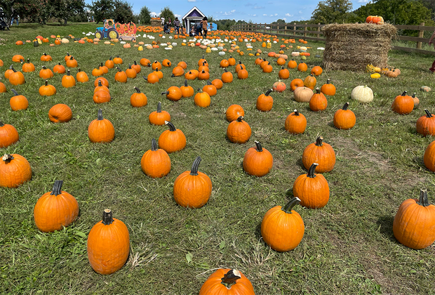 Pumpkin patches in New Jersey Demarest Farms