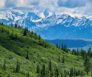 Most families that visit Denali National Park either hop on a non-narrated transit bus to explore the park or book one of the Denali National Park tours.  Photo via Canva