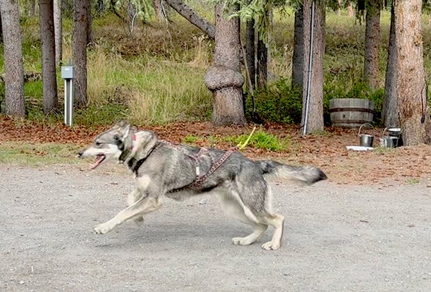 Sled Dog Kennels: Denali with Kids