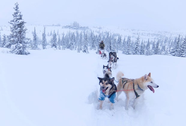 sled dogs in Denali National Park in Alaska