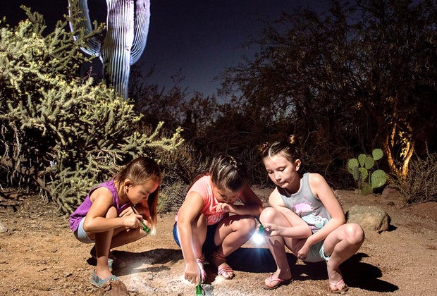 Things To Do in Phoenix: Desert Botanical Garden