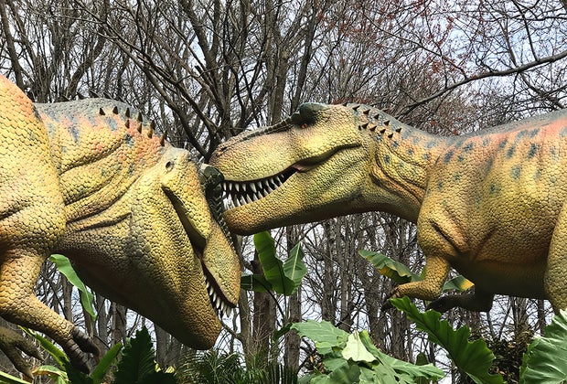 Close up photo of two T. rex at the Bronx Zoo Dinosaur Safari