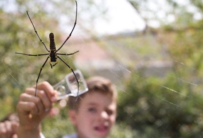 Spider Pavilion