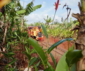 Kids can ride a train through the Dole Plantation. Photo courtesy of the plantation