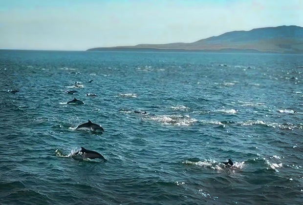 Kayaking California's Channel Islands: So many dolphins!