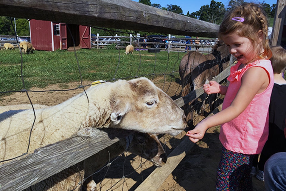 Visit the petting zoo at Alstede Farms for a chance to meet the animals. Photo by Rose Gordon Sala