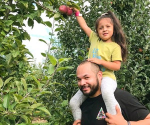 Get the kids in the car (and on your shoulders) for the best apple picking near Boston! Photo courtesy of Connors Farm